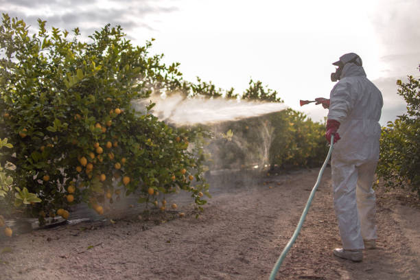 Best Best Pest Control Companies  in Lakehills, TX